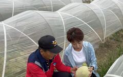 鳳凰颱風來襲陳亭妃固守台南 辦公室主任代完成市長初選登記