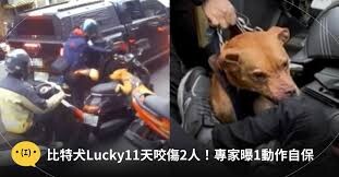 黃光芹直攻》比特犬真正咬傷的是台北市政府！