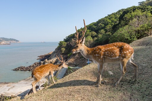 海基會擬贈對岸梅花鹿 取名「和和平平」盼走向和平之路