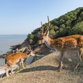 海基會擬贈對岸梅花鹿 取名「和和平平」盼走向和平之路