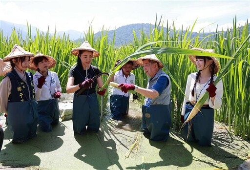 埔里茭白筍田間食農體驗 縣長許淑華下田採收