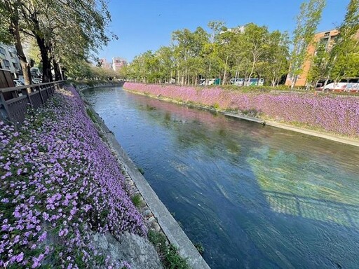 紫色浪漫滿綠川 中市府水利局邀您共賞春日花海秘境