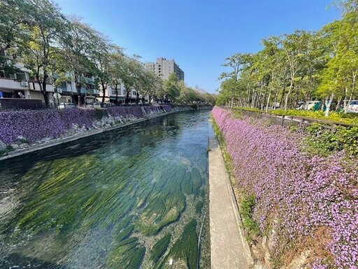 紫色浪漫滿綠川 中市府水利局邀您共賞春日花海秘境