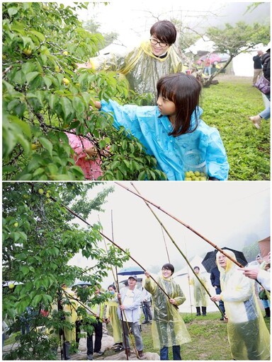 南投梅子節 國姓梅香秘境採梅敲梅享客家餐