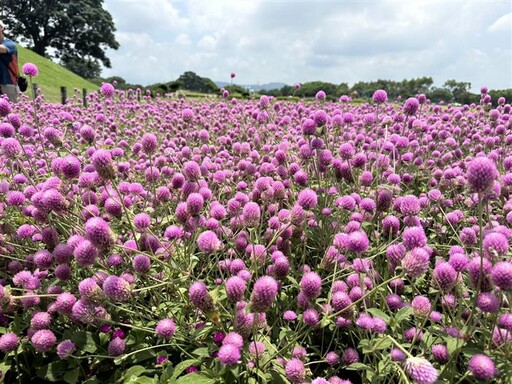 1000株千日紅在台中市后里環保夢幻登場