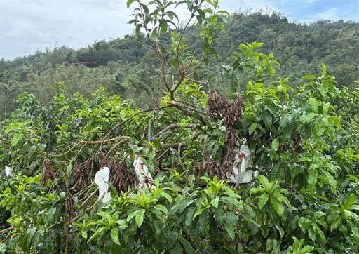 颱風及豪雨造成竹山農作災損 農業部辦理現金救助