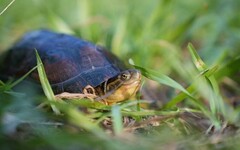 保育類現蹤新北農業局打造生態都市守護棲地
