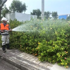 台中停車場綠美化 馬櫻丹花海繽紛映襯城市綠意