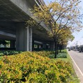 台中74線橋下變綠廊 公私協力打造城市綠指環