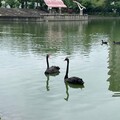 黑天鵝北上展翅 台中贈養儀式促進生態城市交流