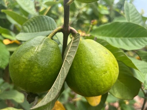 中市外埔園區沼液施灌奏效 芋頭、水蜜桃生長良好