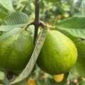 中市外埔園區沼液施灌奏效 芋頭、水蜜桃生長良好