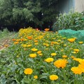 免費體驗都市農夫生活 台中環保農園限時報名