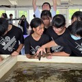 近距離探索海洋生態 新北復育園區海膽寶寶登場