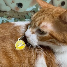 帶毛寶貝打疫苗抽新北幣 新北送出總獎金10萬元