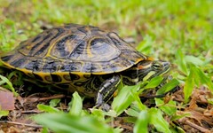 新北農業局推動柴棺龜保育 守護都市生態棲地