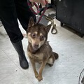 山區屋內不當飼養犬隻 環境惡臭髒亂 致狗狗染病 新北動保處救援並罰9萬8千元