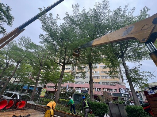 迎戰汛期強風豪雨! 中市建設局將修剪萬株樹木 全面強化都市防災網