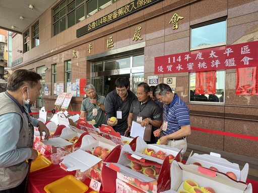 台中太平區優質水蜜桃果品評鑑競賽 農友張博能勇奪平地水蜜桃達人