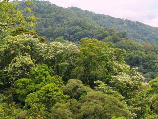油桐花季夢幻登場 新北推土城三大賞花點