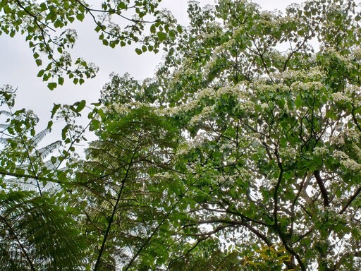 油桐花季夢幻登場 新北推土城三大賞花點