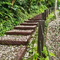 油桐花季夢幻登場 新北推土城三大賞花點