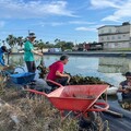 讓水雉與草鴞「安居樂業」守護農地 「生態給付」獎勵補助啟動 歡迎農民申請