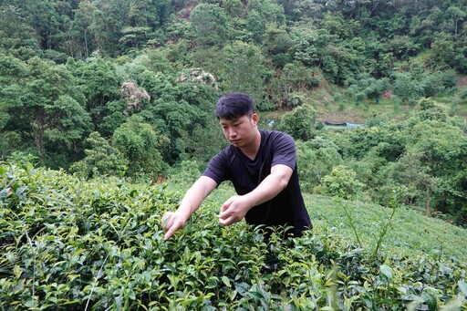 百萬冠軍茶評鑑結果出爐 睽違16年方均銓展現實力 再奪特等茶王