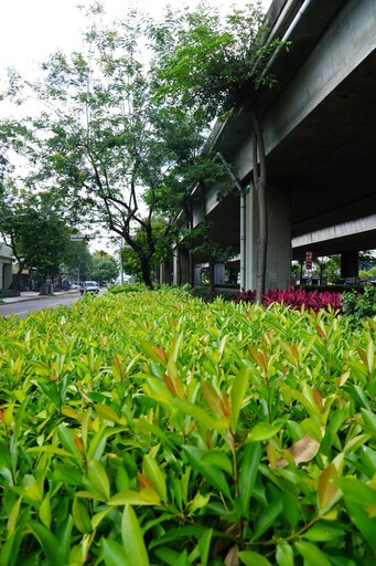 公私協力綠化橋下空間 中市建設局積極推動「台74綠指環」計畫