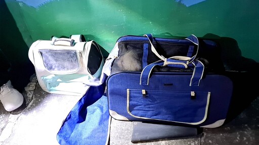 疑虐貓還PO影片 新北警及動保處共同將犯嫌送法辦