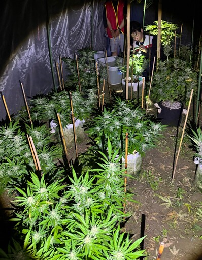 嘉義檢警聯手查獲大麻種植場 男子私運種子進口栽種販售遭起訴