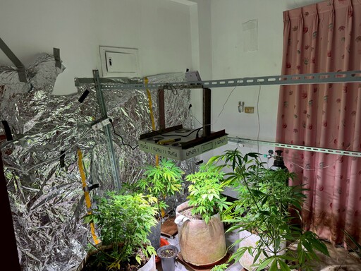 嘉義檢警聯手查獲大麻種植場 男子私運種子進口栽種販售遭起訴
