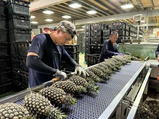 「質譜宅急便」前進外銷鳳梨包裝場 下一站美濃見!