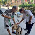 疫起動起來！ 中市動保處：帶毛孩施打狂犬病疫苗