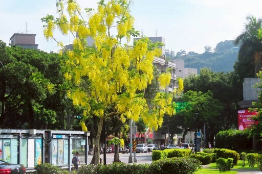 金色花雨迎盛夏 阿勃勒為畢業季獻上祝福