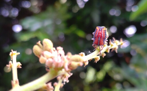 荔枝椿象出沒? 中市農業局澄清:為「紅姬緣椿象」無害勿驚慌