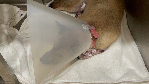 狗慘遭車輛拖行致重傷 飼主疏忽重罰7萬5千元