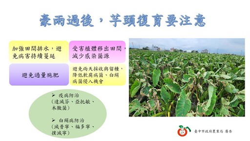 豪雨過後注意病害防治 中市府呼籲農友儘速復耕並依限申請救助