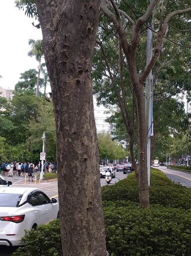 光臘樹撒糖霜? 北市信義路秋景甜上你的眼