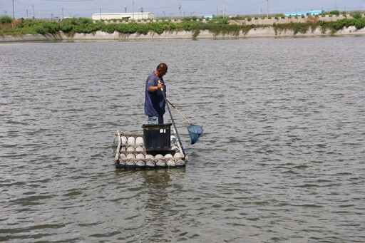 不敵連續暴雨!雲林沿海養殖文蛤幾全軍覆沒 張麗善籲中央啟動天然災害救助
