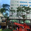北市公園處啟動防颱機制 完成楊柳颱風防災整備