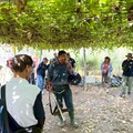 高雄市政府農業局推動百香果去藤觀摩實機上陣 採後清園輕鬆上手