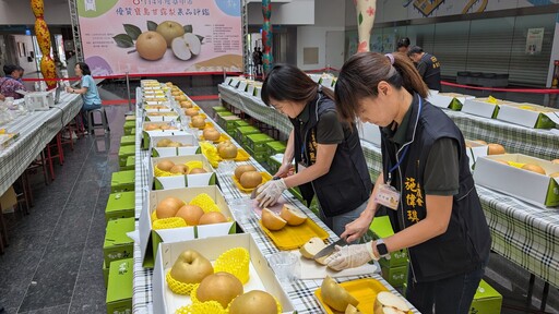農友曾瑞東勇奪寶島甘露梨王! 台中市寶島甘露梨果品評鑑結果揭曉