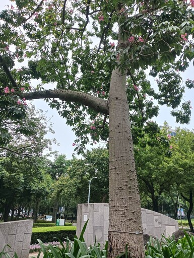 花草多感體驗 林森公園打造綠植角落