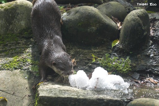 動物消暑奇招!北市動物園「蔬果剉冰」抗高溫