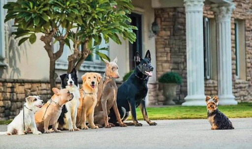 代銷天王愛犬暴斃 解剖結果與西北訓犬學苑無關 業者盼還清白