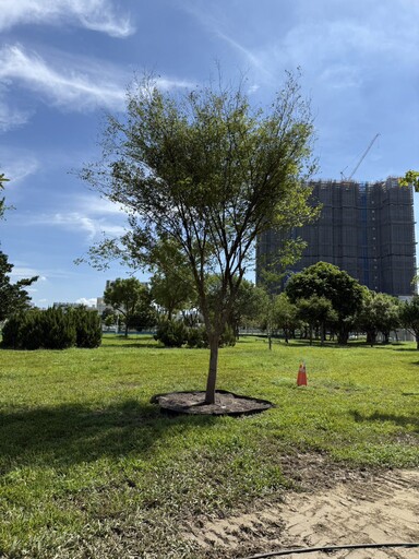 產官學力挺創新! 首次導入「空氣盆」 中央公園全樹型示範移種植觀摩獲好評