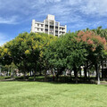 金黃欒花迎秋盛放 中市建設局邀市民共賞繽紛花景