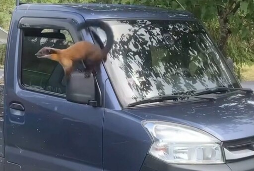 小貨車副駕駛座車窗沒關好 大膽黃喉貂侵入覓食萌樣笑翻一堆人