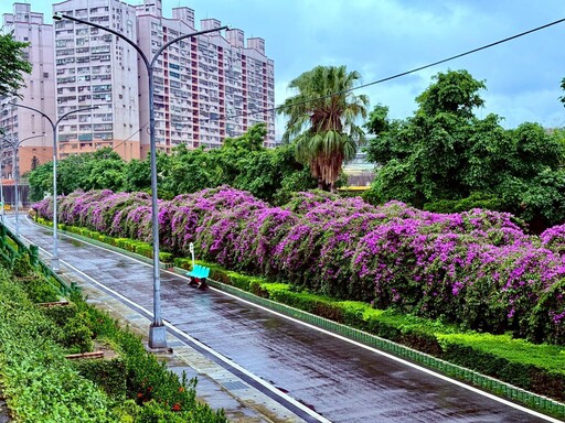 紫色花海夢幻降臨 新北景觀處精選三處「蒜香藤」花瀑秘境 要賞浪漫場景要把握時間